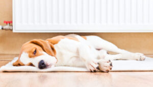 Comfort Dog Near To A Radiator Shutterstock 117017125 (1)